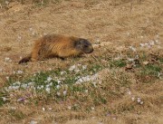 45 Marmotta tra i crocus